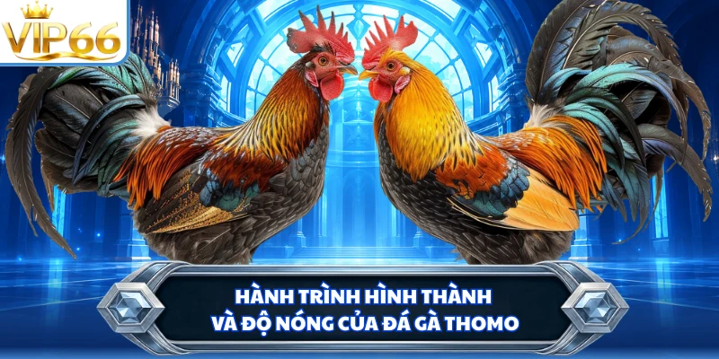 Hành trình hình thành và độ nóng của đá gà Thomo 